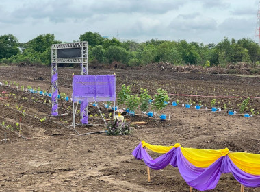 “กระทรวงเกษตรรวมใจปลูกหม่อน น้อมถวาย 46 พรรษา ... พารามิเตอร์รูปภาพ 11