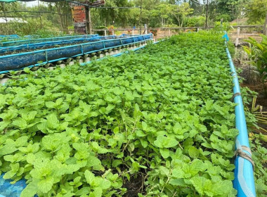 ติดตามผลการดำเนินงานของกลุ่มเกษตรกรทำสวนยางพาราคู้ยายหมี ... พารามิเตอร์รูปภาพ 6