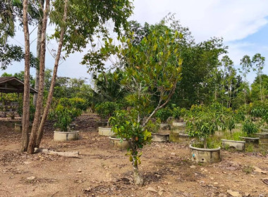 ติดตามผลการดำเนินงานของกลุ่มเกษตรกรทำสวนยางพาราคู้ยายหมี ... พารามิเตอร์รูปภาพ 10