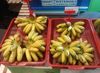 ร่วมงานแถลงข่าวการจัดงานประชุมวิชาการและจัดแสดงผลงานวิจัยนวัตกรรมเกษตรอัจฉริยะพลิกโฉมการเกษตรไทยสู่ความยั่งยืนและการแข่งขันในเวทีโลก AGRINEXT THAILAND 2025 ณ ห้อง Richmond Ballroom 1 ชั้น 6 ร.ร แกรนด์ริชมอนด์ จ.นนทบุรี  ... พารามิเตอร์รูปภาพ 9