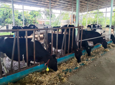 โครงการศึกษาต้นแบบการดำเนินธุรกิจสหกรณ์ด้วยเทคโนโลยีและนวัตกรรม รุ่นที่ 4 ณ สหกรณ์โคนมบ้านโฮ่ง จำกัด จังหวัดลำพูน ... พารามิเตอร์รูปภาพ 25